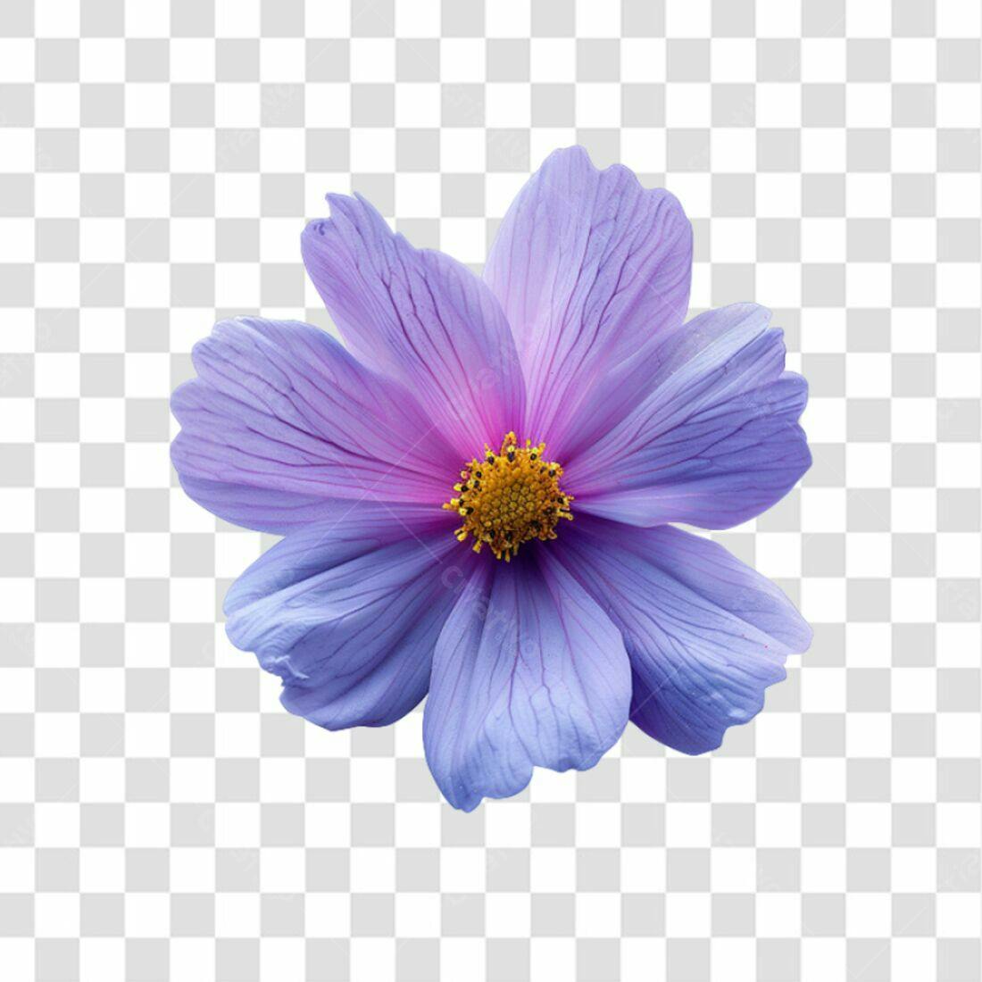 Icone Flor Cosmos Lilás PNG com fundo transparente