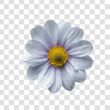 Flores png transparente