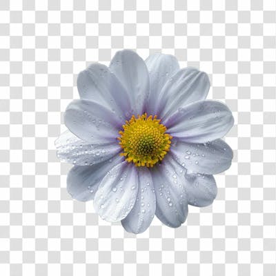 Flores Png Transparente (37)