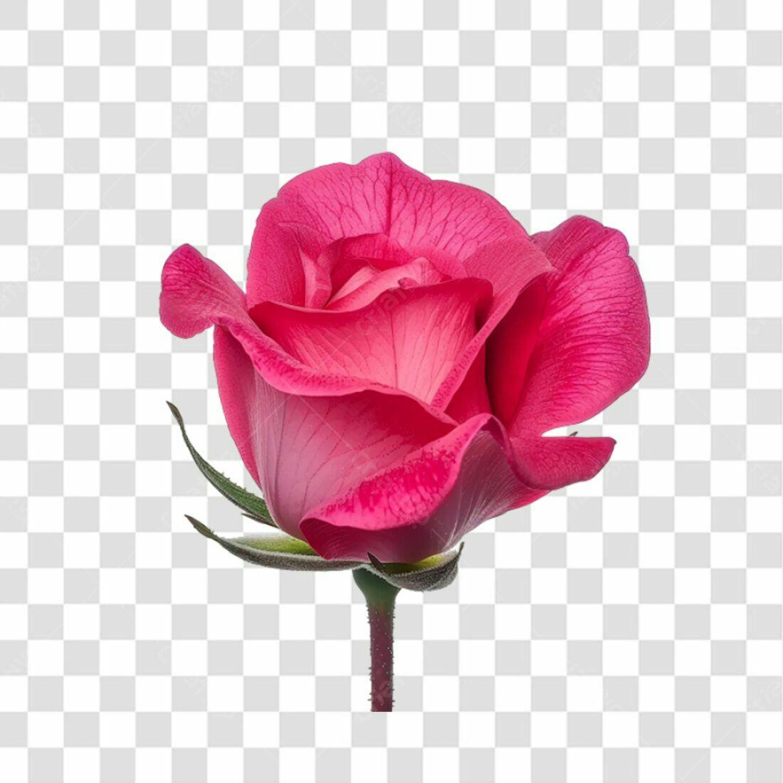 Icone Rosa Vermelha Dia dos Namorados PNG com fundo transparente