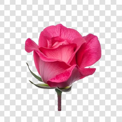 Flores Png Transparente (39)