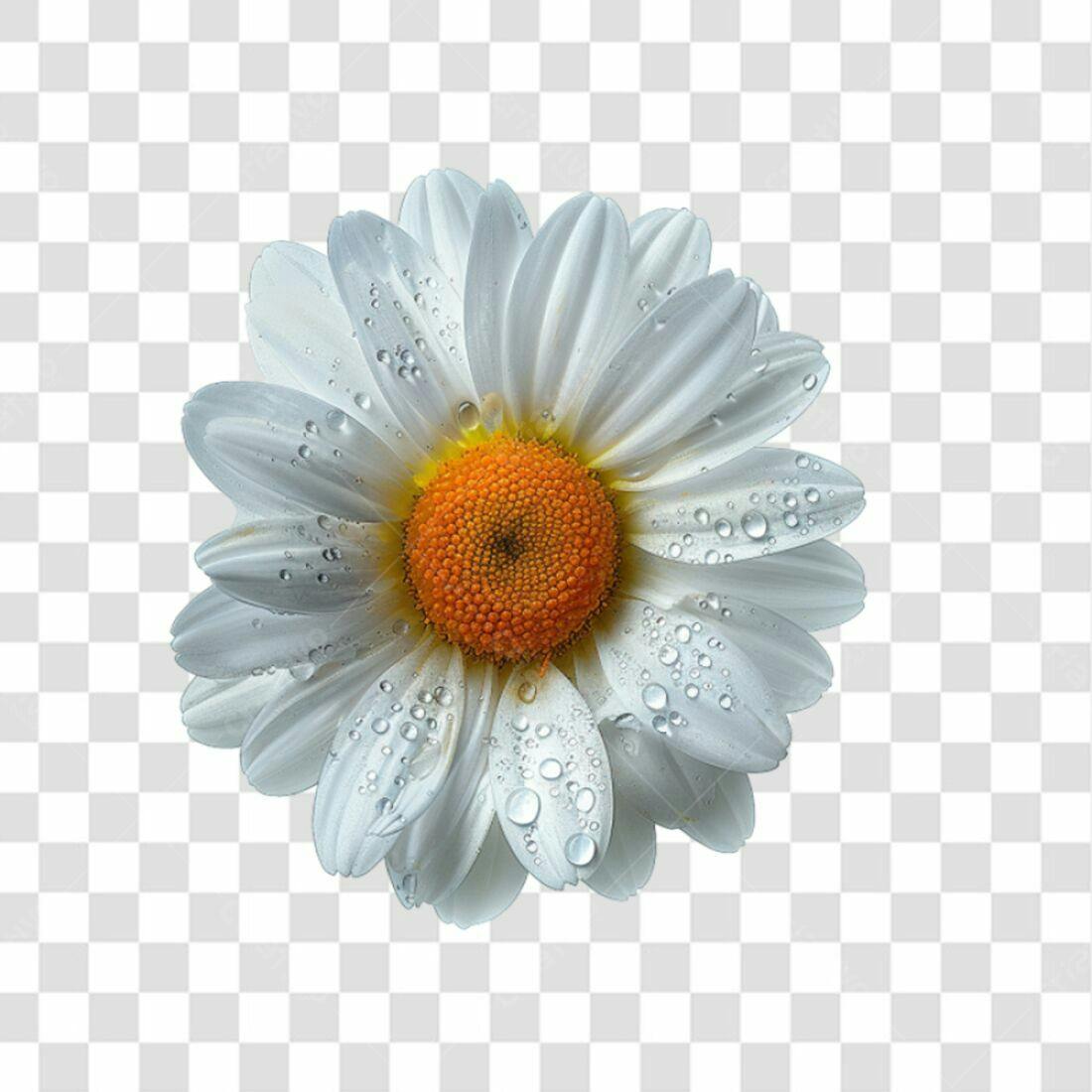Icone Margarida gotas PNG com fundo transparente