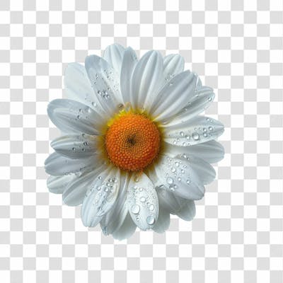 Flores Png Transparente (41)