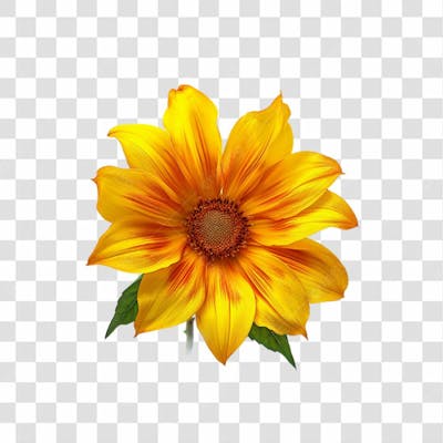 Flores Png Transparente (42)