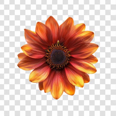 Flores Png Transparente (43)
