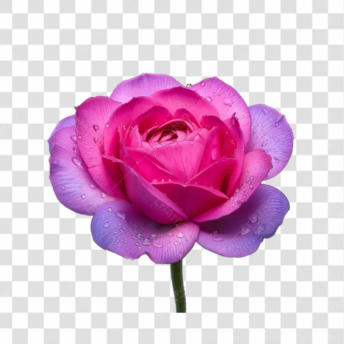 Icone Rosa Pink e Lilás PNG com fundo transparente