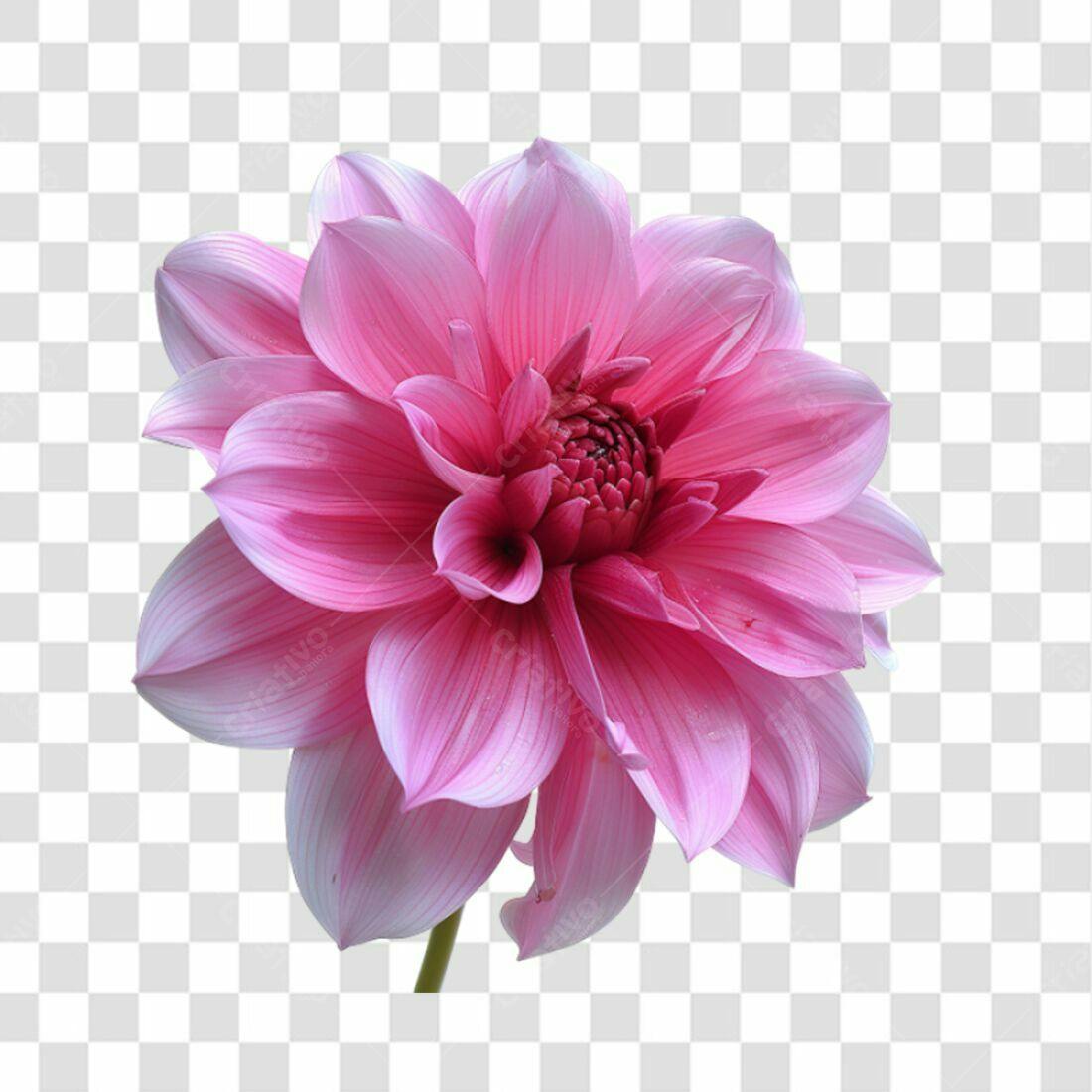 Icone Flor Dália Rosa PNG com fundo transparente