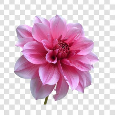 Flores Png Transparente (46)