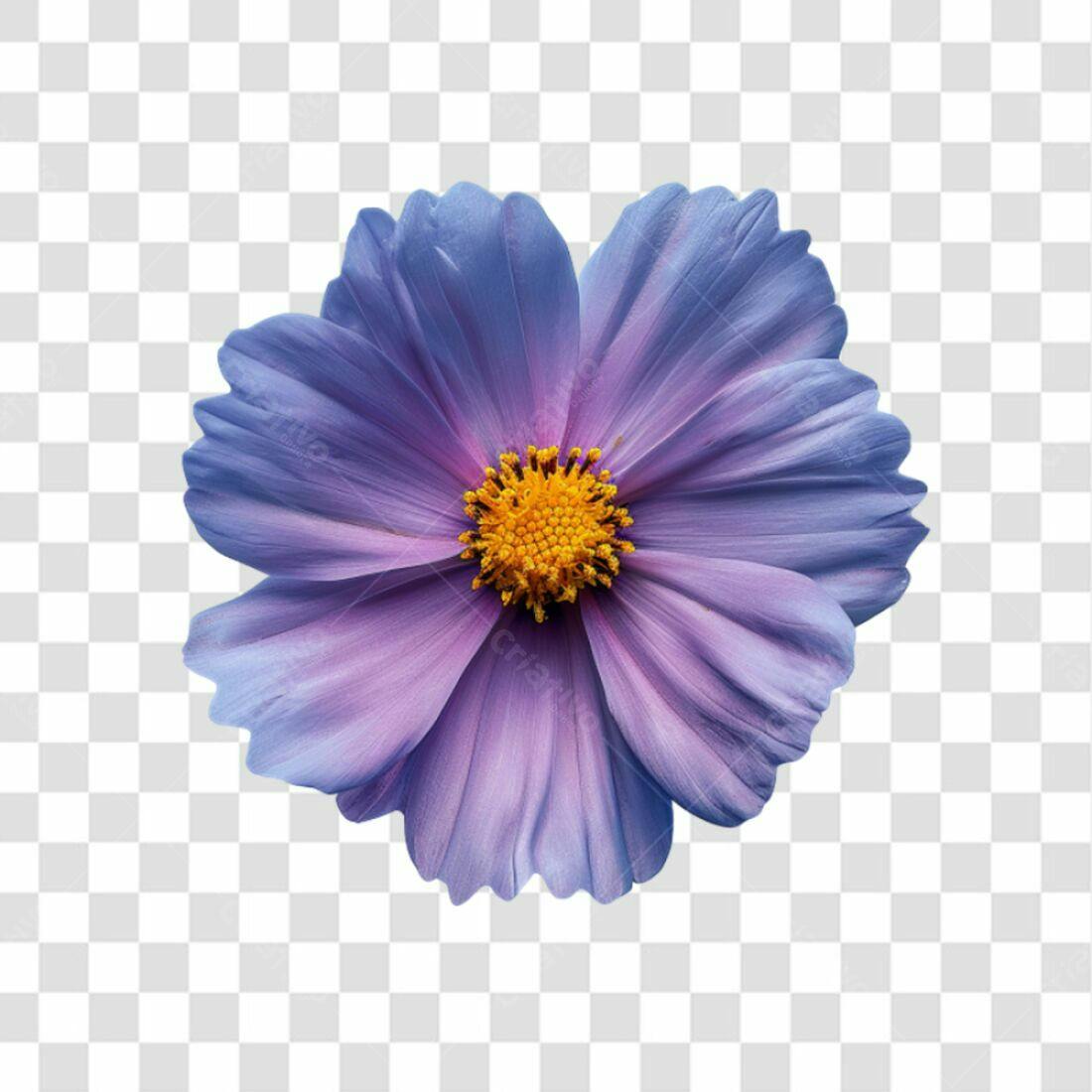 Icone Flor Cosmos Lilás PNG com fundo transparente