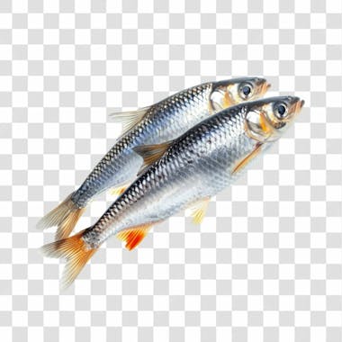 Peixes png transparente