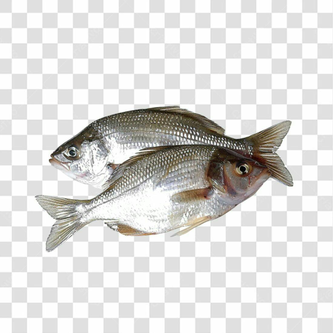 Icone Peixes Frescos PNG com fundo transparente