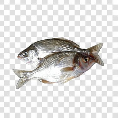 Peixes png transparente