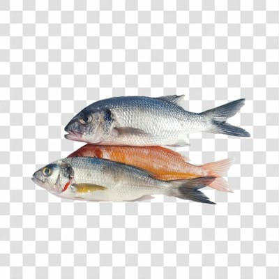 Peixes Png Transparente (10)