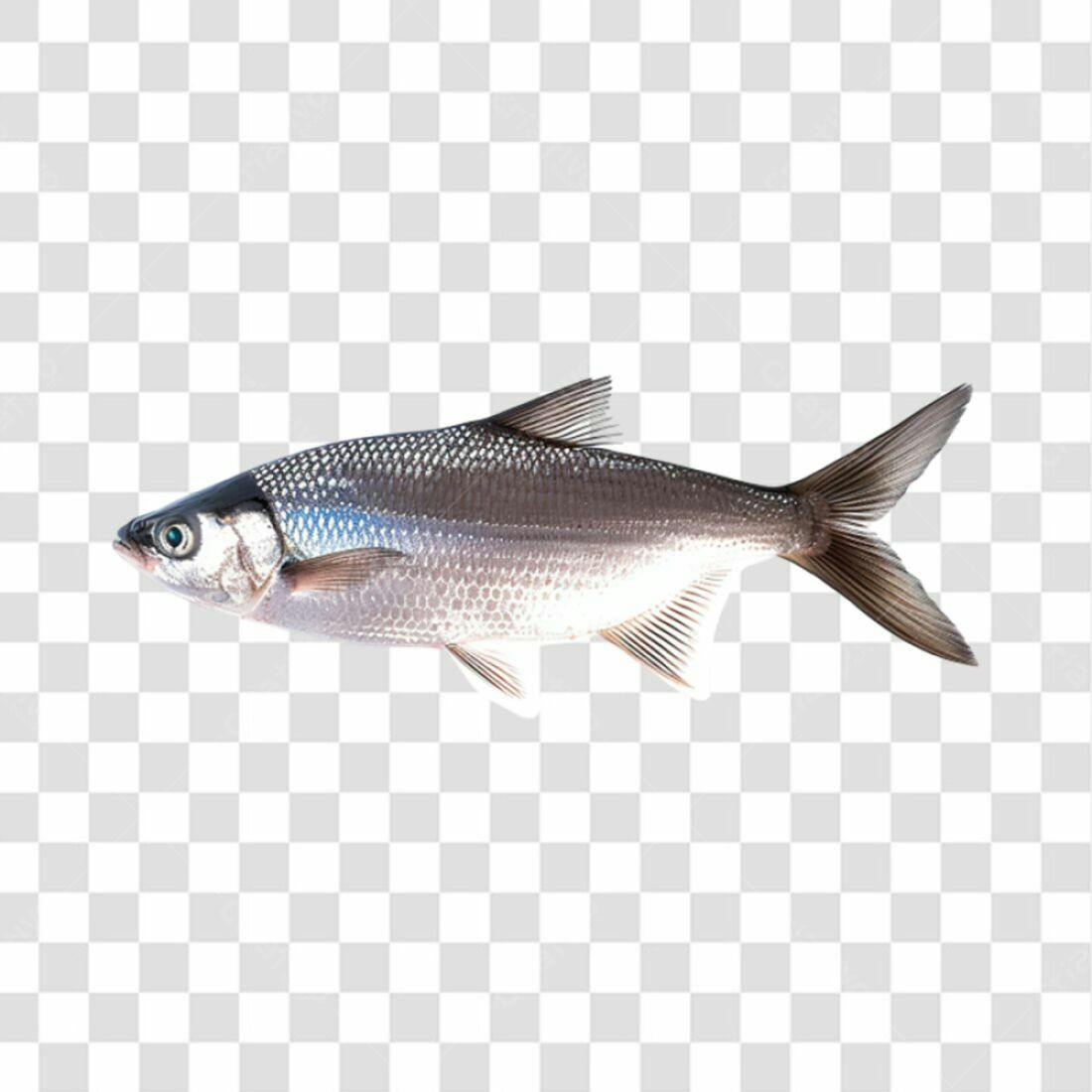 Icone Peixe PNG com fundo transparente