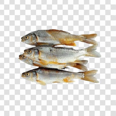 Peixes png transparente