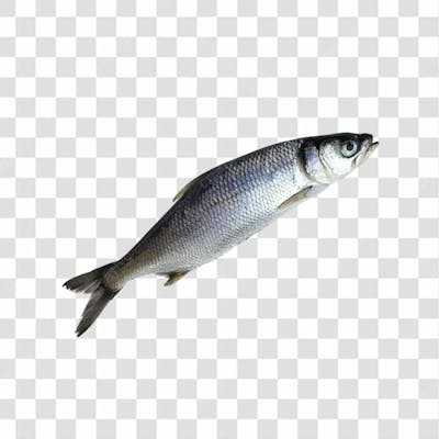 Peixes Png Transparente (17)