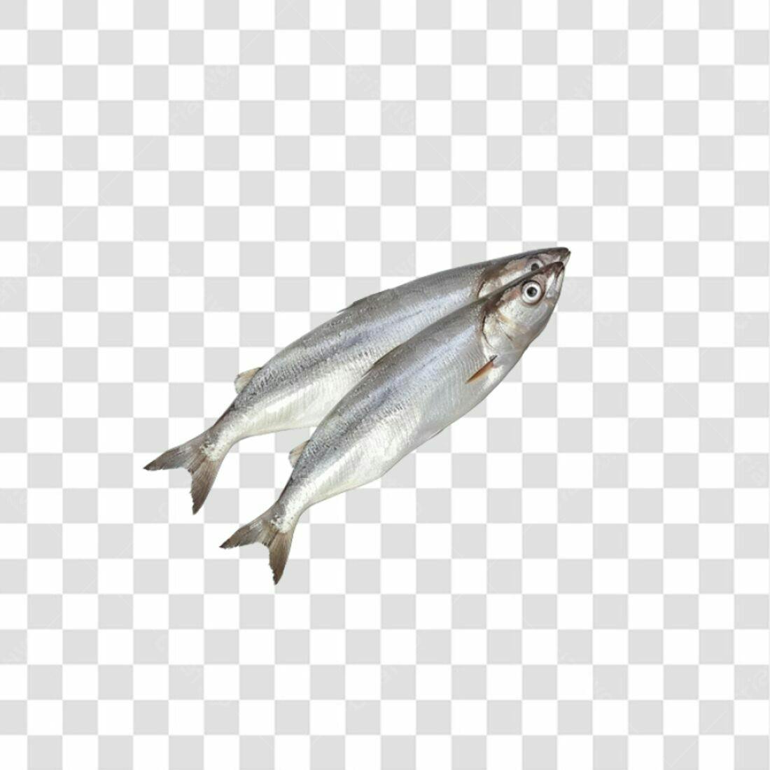 Icone Peixes Frescos PNG com fundo transparente