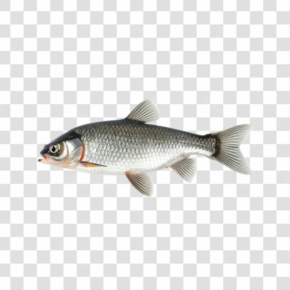 Icone Peixe PNG com fundo transparente