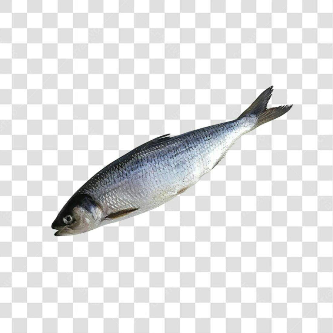 Icone Peixe PNG com fundo transparente