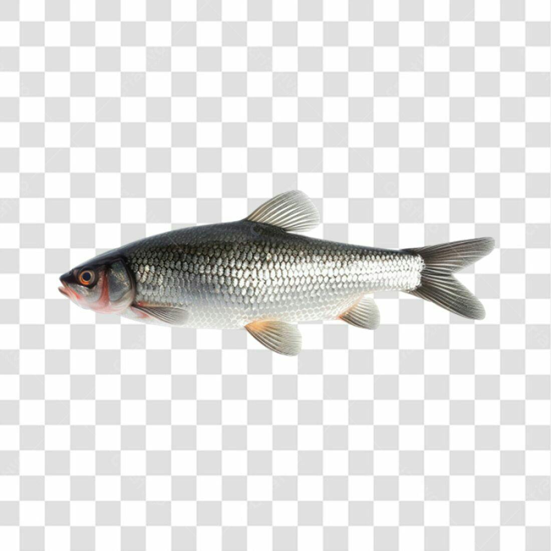Icone Peixe PNG com fundo transparente