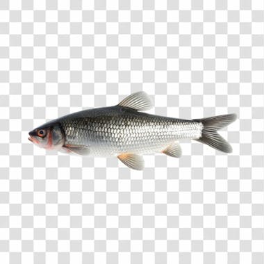 Peixes png transparente