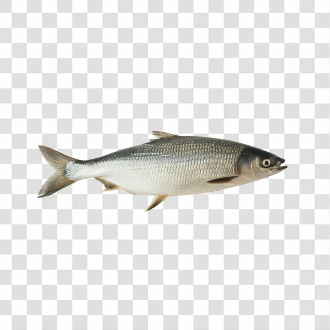Icone Peixe PNG com fundo transparente