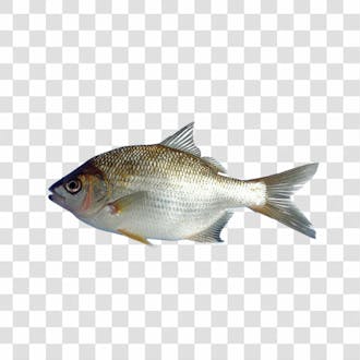 Peixes png transparente