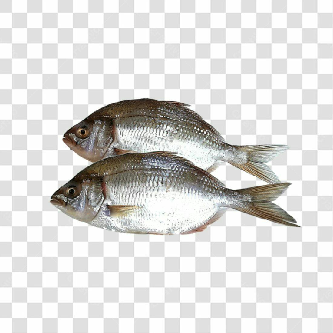Icone Peixes Frescos PNG com fundo transparente