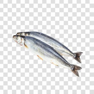 Peixes png transparente