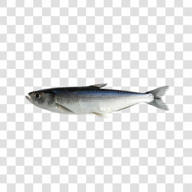 Peixes png transparente