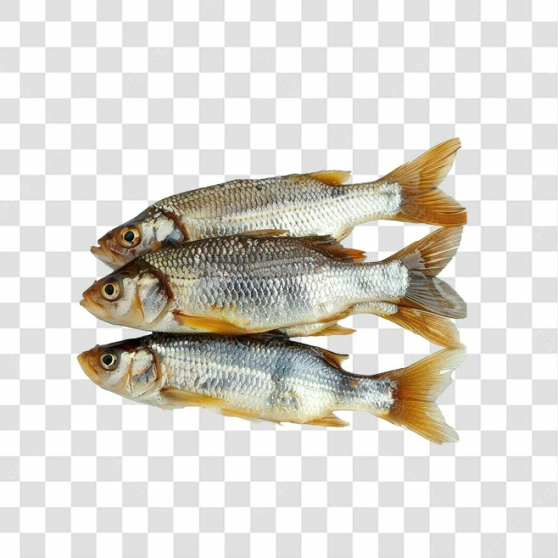 Icone Peixes Frescos PNG com fundo transparente