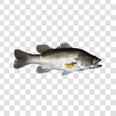 Peixes png transparente