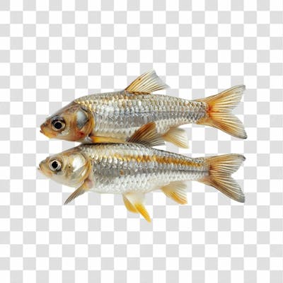 Peixes Png Transparente (38)