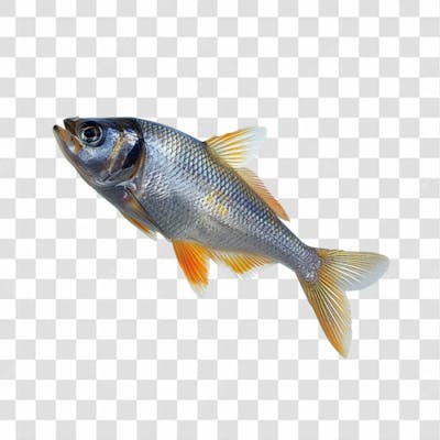 Peixes Png Transparente (39)