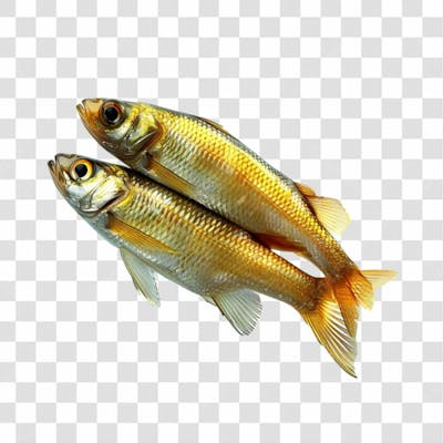 Peixes Png Transparente (40)