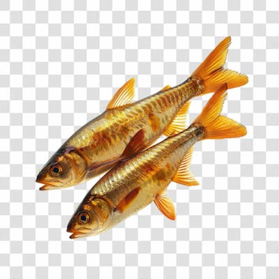 Peixes Png Transparente (44)