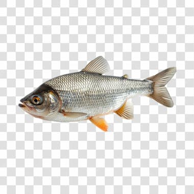 Peixes png transparente