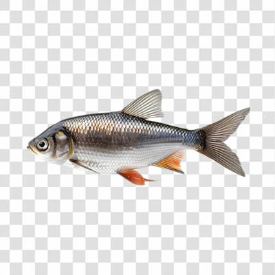 Peixes Png Transparente (48)