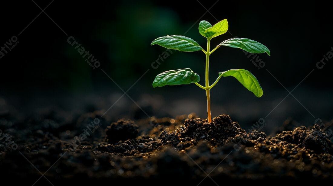 Planta brotando solo escuro