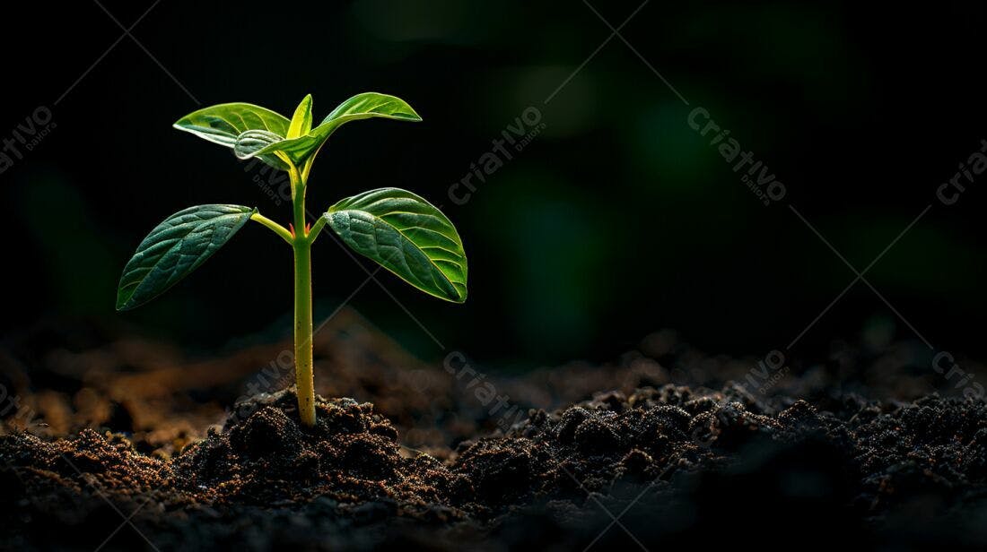 Planta brotando solo escuro