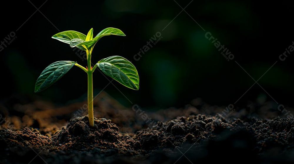 Designerdamissao A Young Plant Sprouting From The Dark Soil Wit 51351130 24B 5 4542 9562 342730A 8C 35C