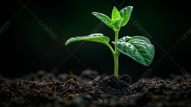 Designerdamissao a young plant sprouting from the dark soil wit 479f 7faa 8be 0 4323 80fb 6e 4ea 5b 19340