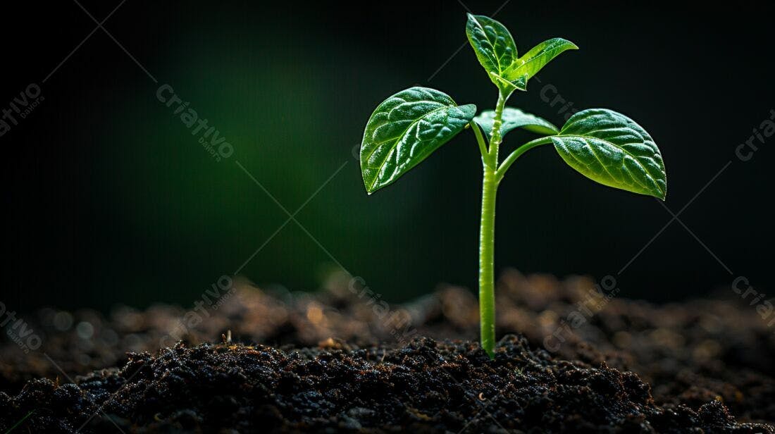 Planta brotando solo escuro fundo verde
