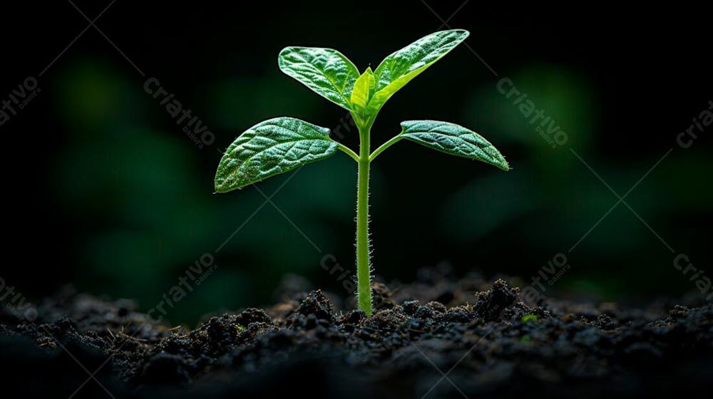 Designerdamissao A Young Plant Sprouting From The Dark Soil Wit 6Ec 977C 6 Dc 28 4C 68 83Be 783A 7A 42F 582