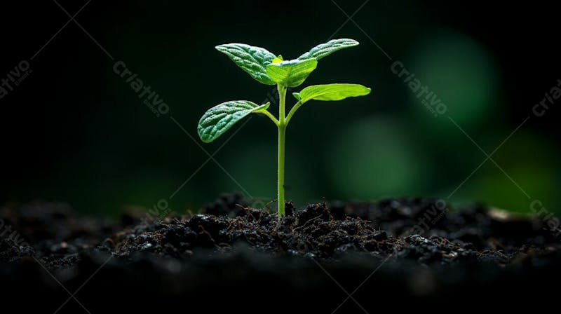 Designerdamissao a young plant sprouting from the dark soil wit 6d 8dba 4c 1394 4ed 5 a 42e e 91ed 4fa 26da