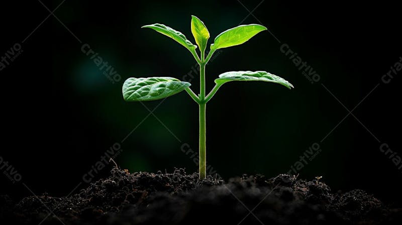 Designerdamissao a young plant sprouting from the dark soil wit 537f 8112 c 19f 4c 77 9a 57 cfe 599ae 2869