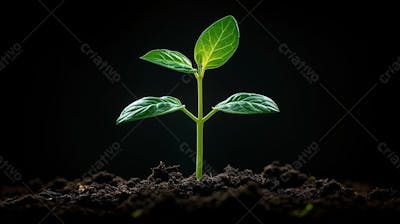 Designerdamissao A Young Plant Sprouting From The Dark Soil Wit 6F 9B 0654 Aabf 4A 7E 8959 329038138C 74