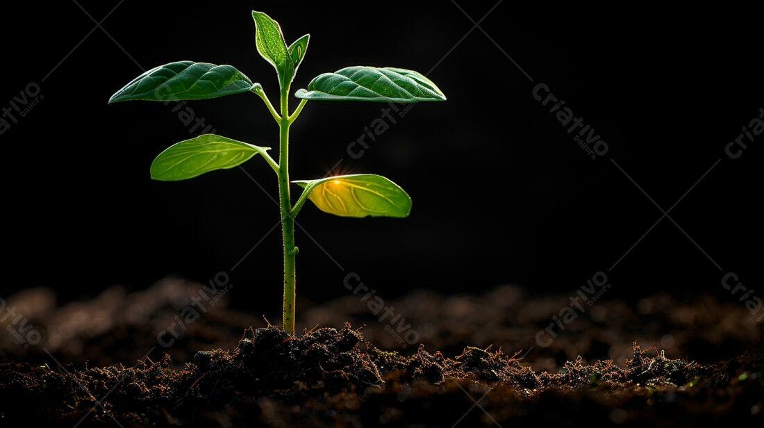Planta brotando solo escuro