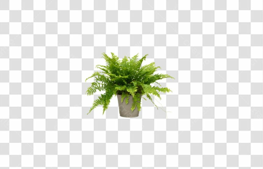 Icone Samambaia em Vaso PNG com fundo transparente