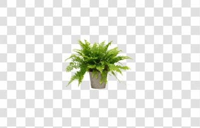 Plantas (3)